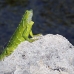 iguana_green_tf_gc_h_0123_cay1040.jpg